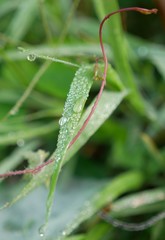 Dew drops on leaves of the grass in the morning, background in nature, macro.