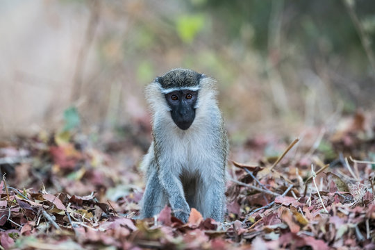Grivets Monkey