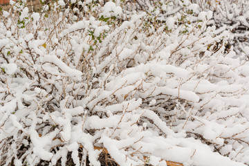 Bushes stand in the snow. The first snow in the forest on the bushes. In anticipation of the holiday.