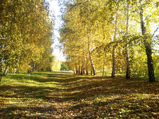 Autumn trees and leaves. Autumn landscape. Park in the fall. Forest in the fall.