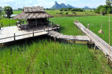 Fototapeta na wymiar Rice field landscape in southern thailand