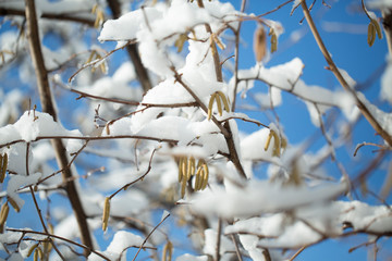 Frozen branch with burgeons. closeup shot. macro