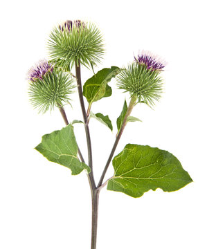burdock isolated on white background
