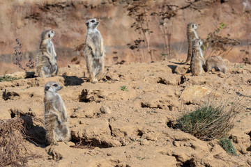 Suricata standing on a guard. Curious meerkat (Suricata suricatta).
