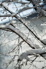 Frozen branch with burgeons