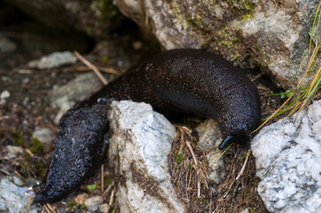 Black and blue slug, Limax cinereoniger. The largest terrestrial slug.