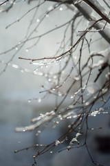 Frozen branch with burgeons