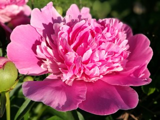 pink peony