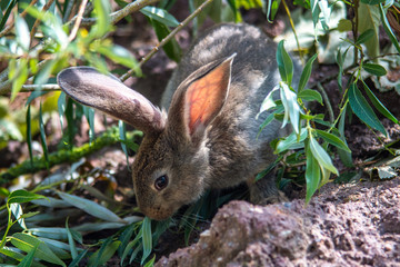 Fototapeta premium Hase, Kaninchen