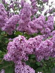 purple lilac in the garden