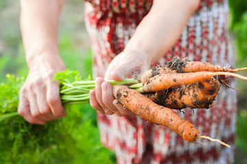 The wrinkled hands of an elderly person hold fresh carrots with earth and tops. Closeup carrot harvest in the hands of an elderly woman