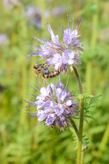  Phaceliablüte - Bienenfreund  - Honigbiene - Gründünger