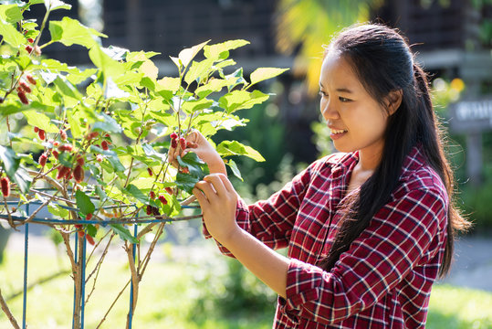 Asian young woman farmer picking mulberry fruit