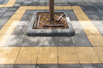 Trees planted on walkway bangkok thailand.