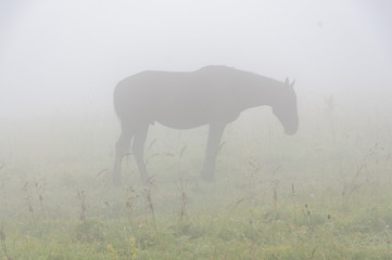 horse in the fog