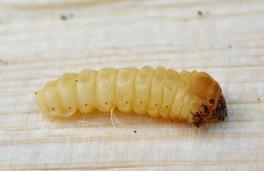 Borkenkäfer Larve