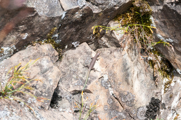 lizard, beautiful animal in a stone, small reptile