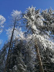 winter forest and blue sky