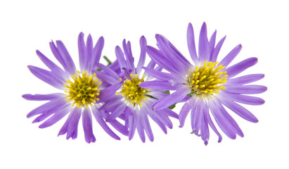alpine aster isolated on white background