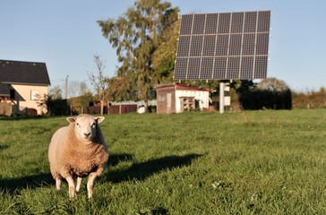 Solaire mouton environnement energie