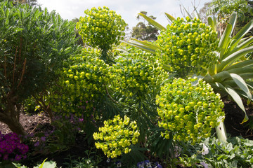 Sydney Australia, Euphorbia with a round flowerhead of small yellow/green flowers
