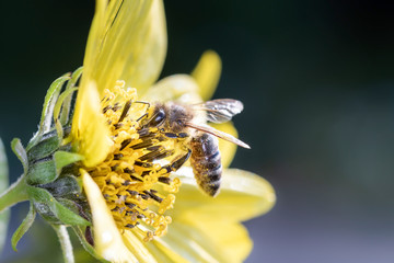 Biene bestäubt Stauden-Sonnenblume - Lemon-Queen - Helianthus