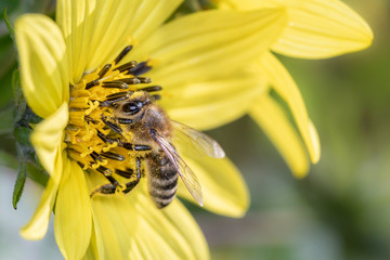 Biene bestäubt Stauden-Sonnenblume - Lemon-Queen - Helianthus