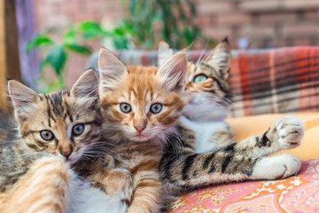 Two kittens and their mother on a blanket