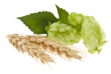 hops and spikelet isolated on white background