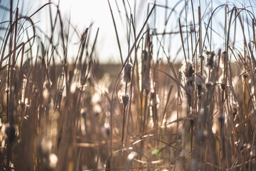 Dry reeds at sunset in autumn