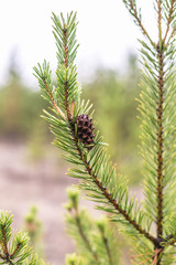 Pine cone on a branch
