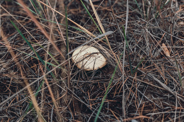 Mushroom Suillus in the grass in a pine forest