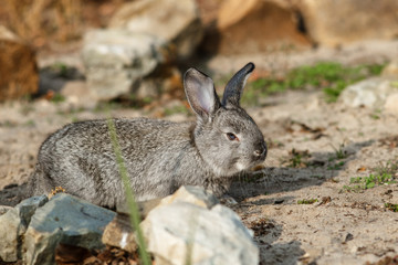 Cute little rabbit walking in the yard