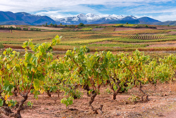 Fototapeta na wymiar Vineyards with San Lorenzo mountain as background, La Rioja, Spain