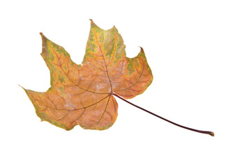 autumn maple leaves isolated on white background close up