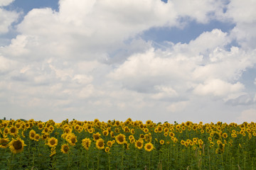 field with sunflowers on a background of the cloudy sky