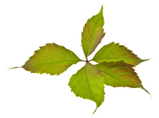 autumn grape leaves isolated on white background