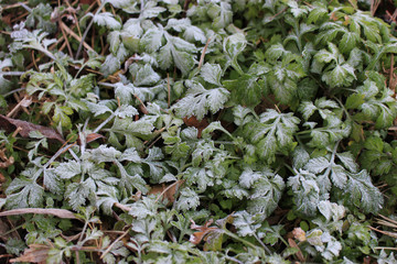 植物の上の初霜（白霜）