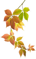 autumn grape leaves isolated on white background