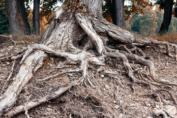 Big tree roots  above the ground.
