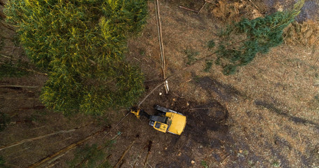 Vertical drone shot of timber cutting machine harvesting plantation in south-east Australia.