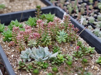 おしゃれな多肉植物の寄せ植え