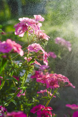 pink petunia in a spray of water