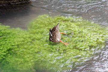 duck feeds under water in the river.