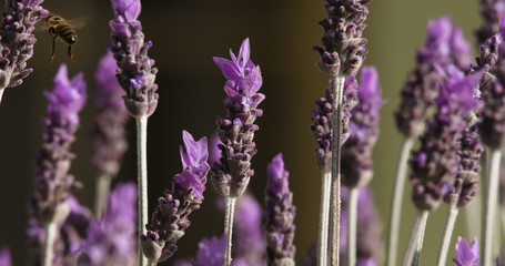 Lone bee flying around lavender bush in beautiful garden.