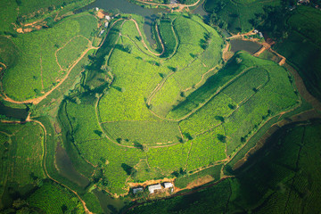 Fototapeta premium Tea plantation viewed from the air.