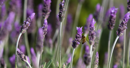 Lone bee flying around lavender bush in beautiful garden.