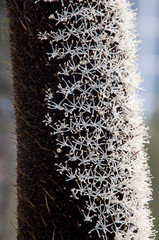 Sydney Australia, close-up of a native australian grasstree flower spike