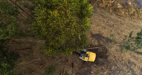 Vertical drone shot looking down on timber cutting machine harvesting plantation in south-east Australia.