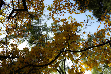 yellow tree in autumn